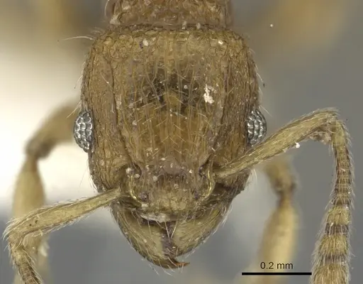 Tetramorium difficile specimen