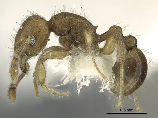 Tetramorium difficile specimen