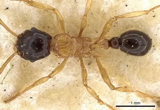 Tetramorium diligens specimen