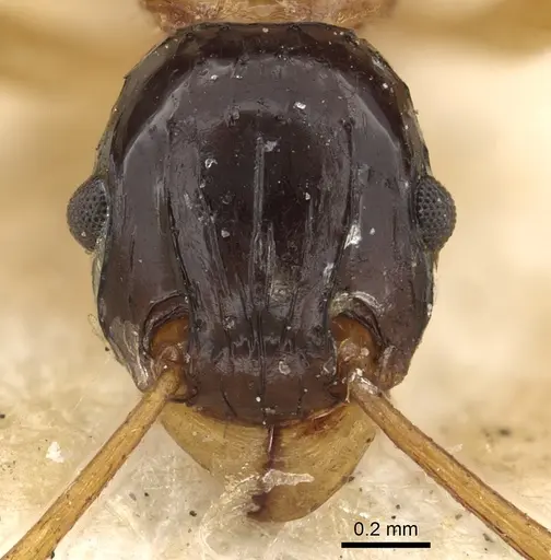 Tetramorium diligens specimen
