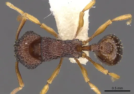 Tetramorium diomandei specimen