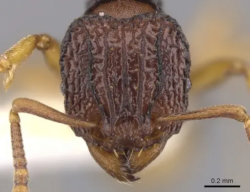 Tetramorium diomandei specimen
