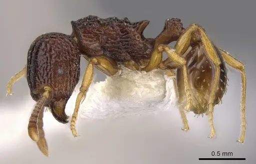 Tetramorium diomandei specimen