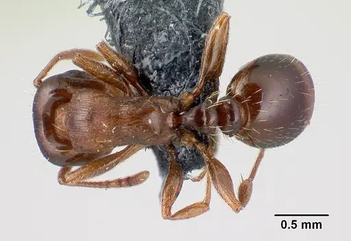 Tetramorium diomedeum specimen