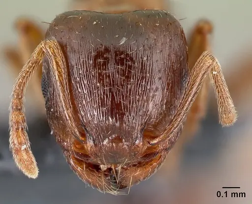 Tetramorium diomedeum specimen