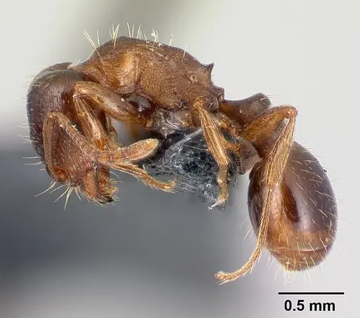 Tetramorium diomedeum specimen