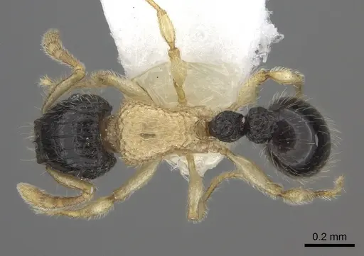 Tetramorium distinctum specimen