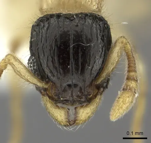 Tetramorium distinctum specimen