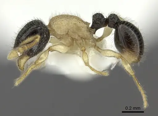 Tetramorium distinctum specimen