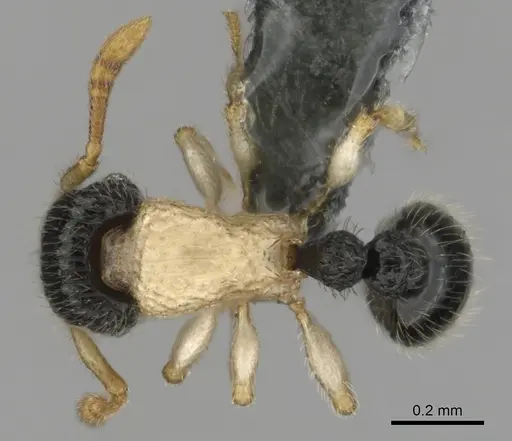 Tetramorium distinctum - CASENT0815826