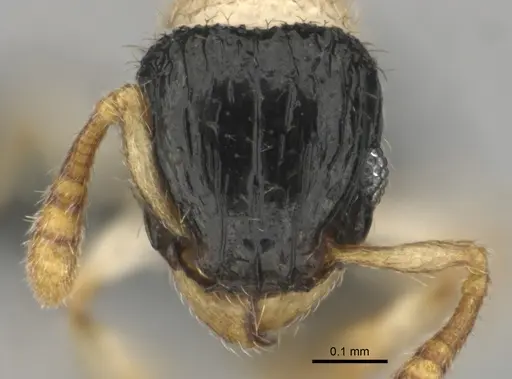 Tetramorium distinctum - CASENT0815826