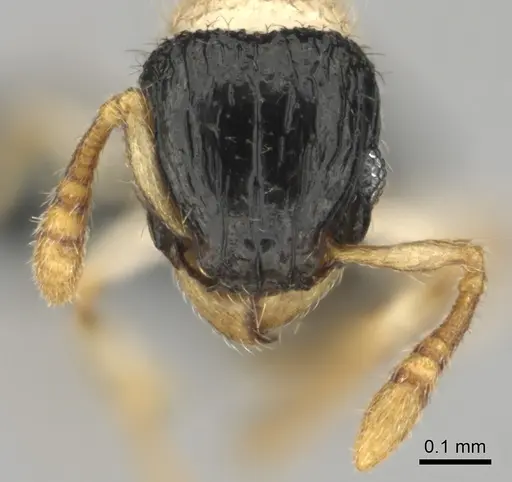 Tetramorium distinctum - CASENT0815826