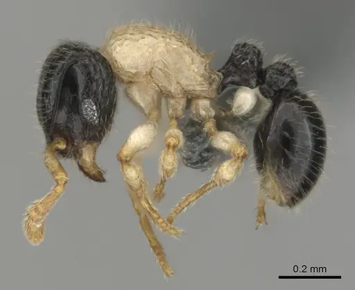 Tetramorium distinctum - CASENT0815826