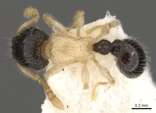 Tetramorium distinctum - CASENT0901142