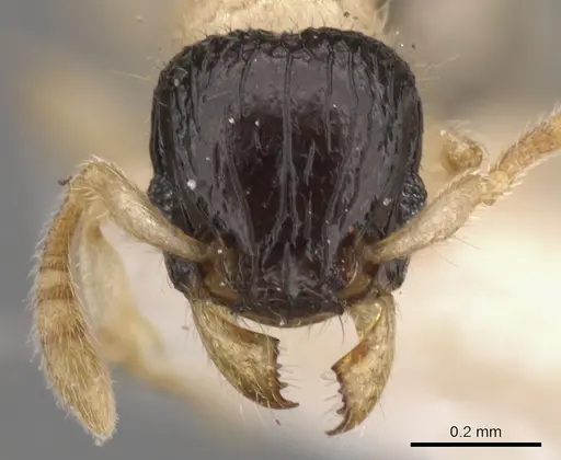 Tetramorium distinctum - CASENT0901142