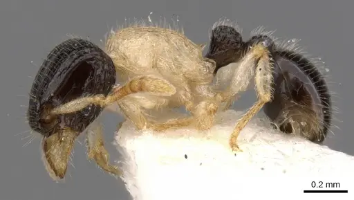 Tetramorium distinctum - CASENT0901142