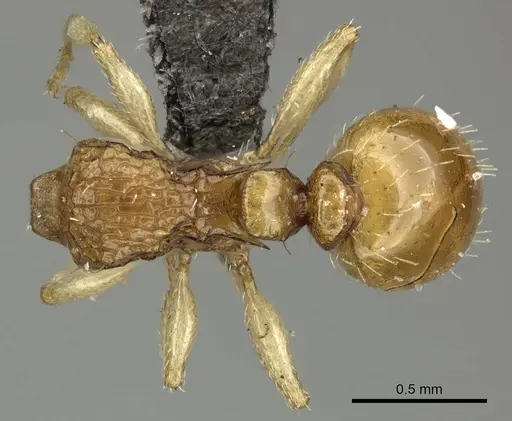 Tetramorium do specimen