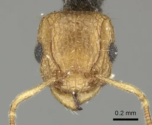 Tetramorium do specimen