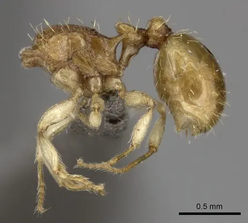 Tetramorium do specimen