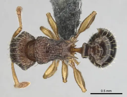 Tetramorium do - CASENT0813921