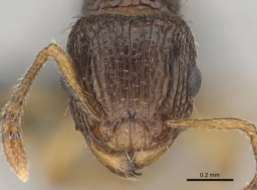 Tetramorium do - CASENT0813921