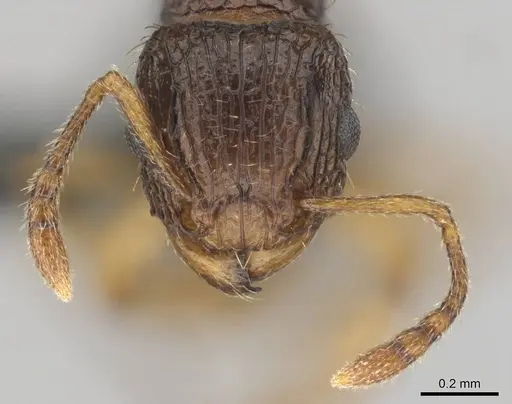 Tetramorium do - CASENT0813921