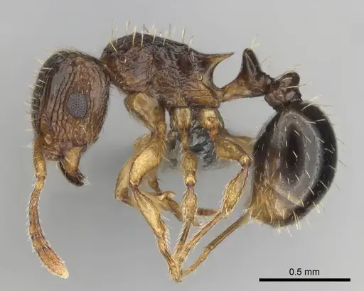 Tetramorium do - CASENT0813921