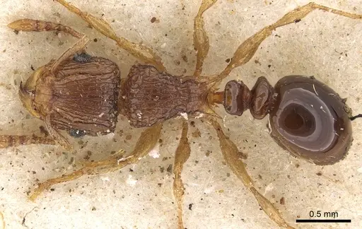 Tetramorium do - CASENT0901121