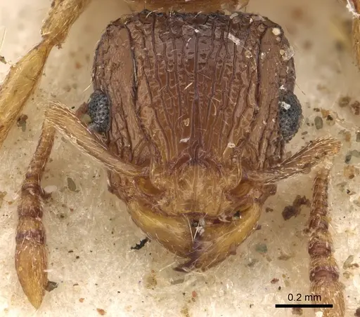 Tetramorium do - CASENT0901121