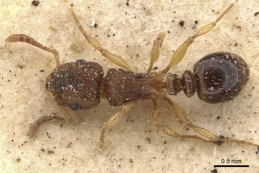 Tetramorium do - CASENT0909158