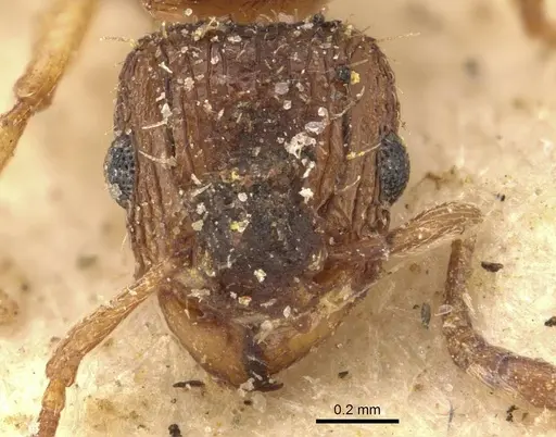 Tetramorium do - CASENT0909158