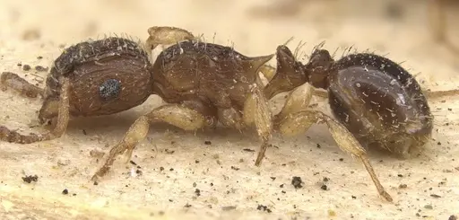 Tetramorium do - CASENT0909158