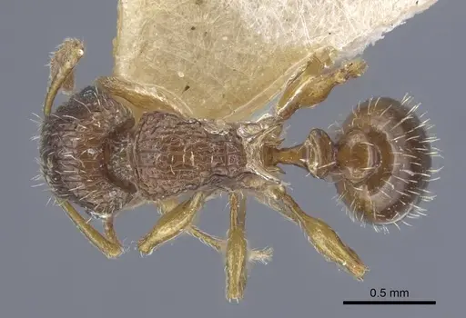 Tetramorium dogieli specimen