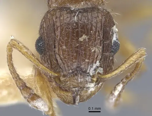 Tetramorium dogieli specimen