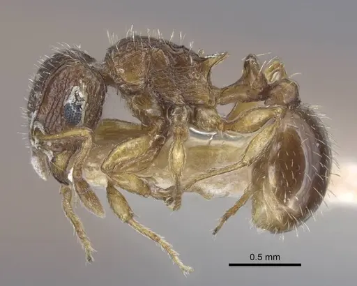 Tetramorium dogieli specimen
