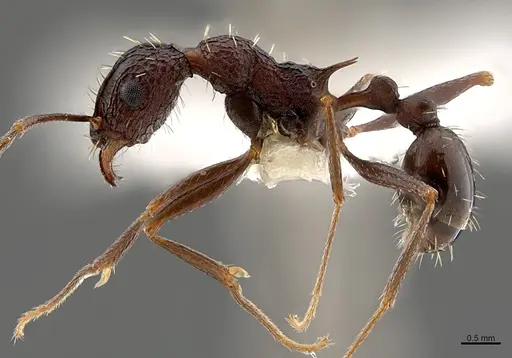 Tetramorium dolichosum specimen