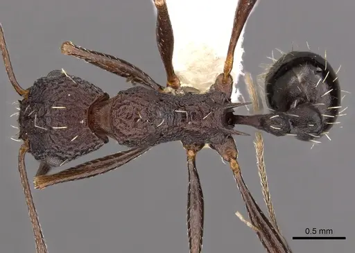Tetramorium dolichosum - CASENT0901194