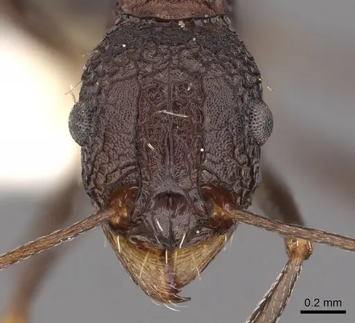 Tetramorium dolichosum - CASENT0901194