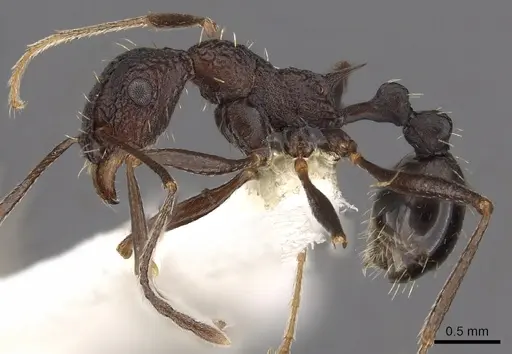 Tetramorium dolichosum - CASENT0901194