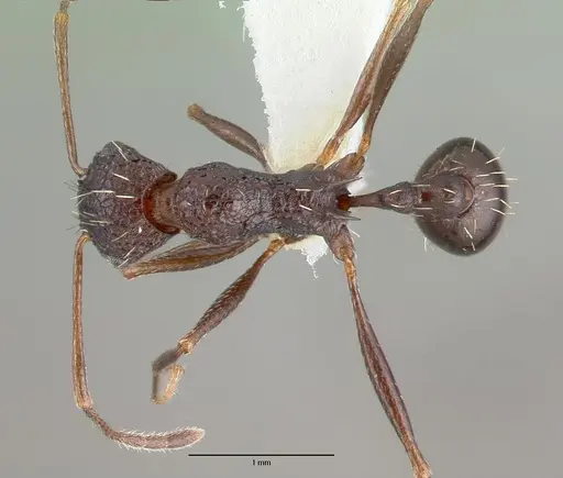 Tetramorium dolichosum - CASTYPE13388