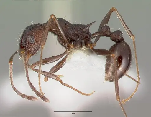 Tetramorium dolichosum - CASTYPE13388