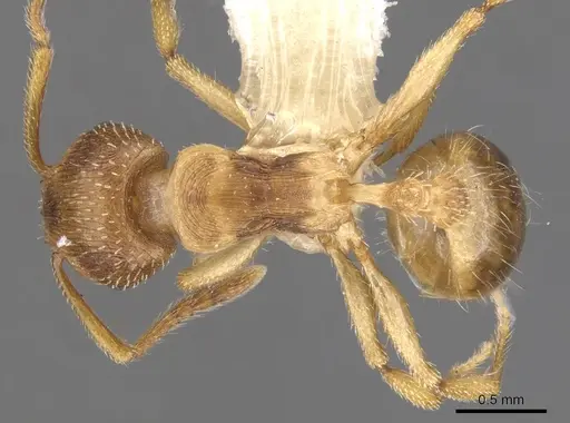 Tetramorium dominum specimen
