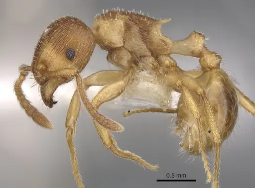 Tetramorium dominum specimen