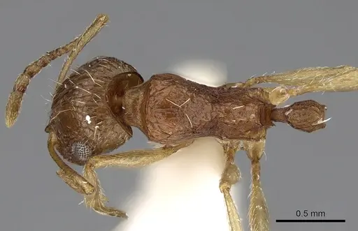 Tetramorium doriae specimen