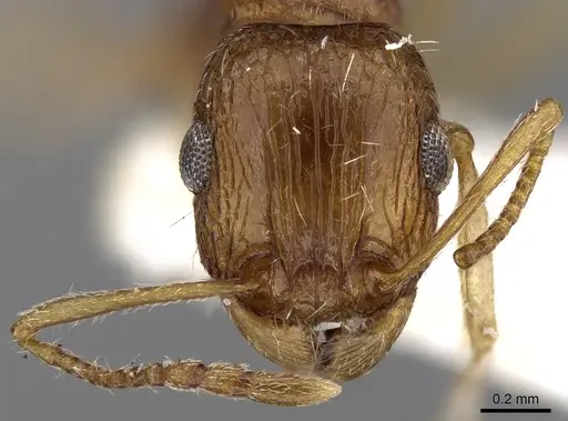 Tetramorium doriae specimen