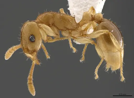 Tetramorium dumezi specimen