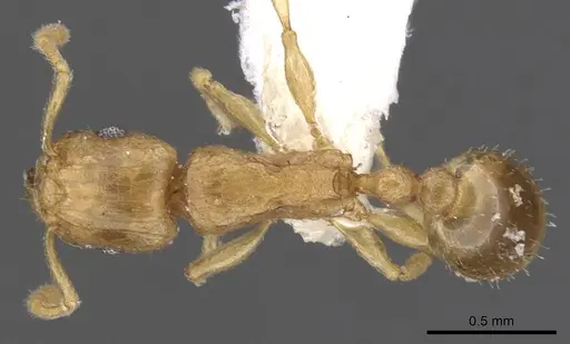 Tetramorium dumezi - CASENT0901236