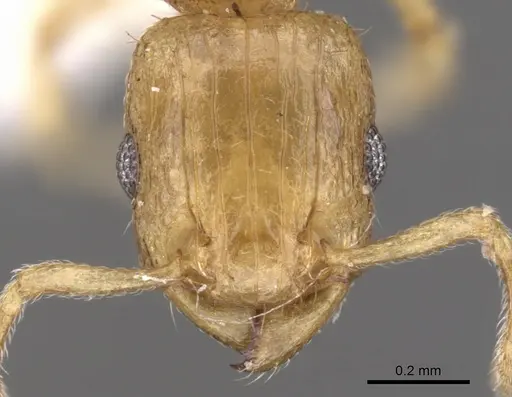 Tetramorium dumezi - CASENT0901236