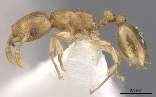 Tetramorium dumezi - CASENT0901236