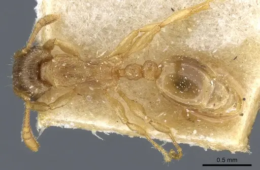 Tetramorium dumezi - CASENT0904834